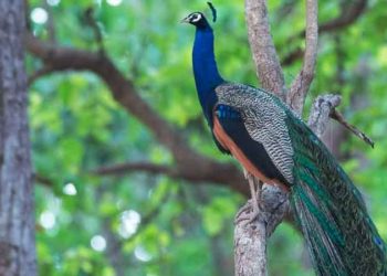 Adichunchanagiri Peacock Sanctuary