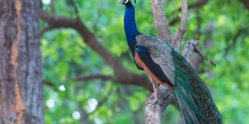 Adichunchanagiri Peacock Sanctuary