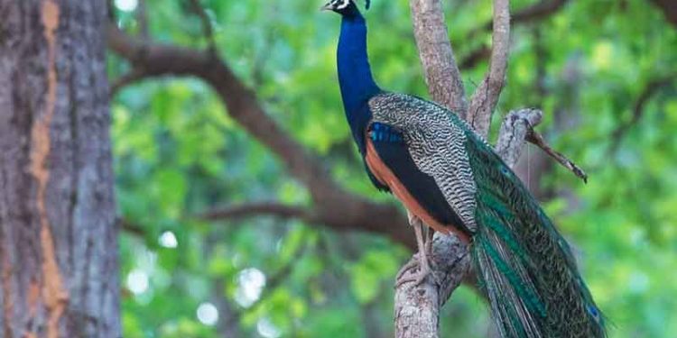 Adichunchanagiri Peacock Sanctuary