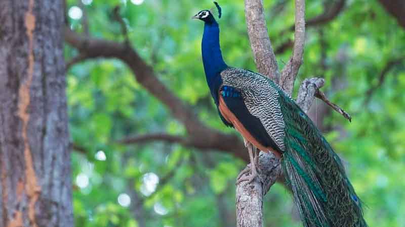 Adichunchanagiri Peacock Sanctuary