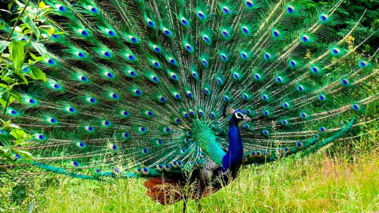 At the Bankapura Peacock Sanctuary near Bangalore, you can watch ...