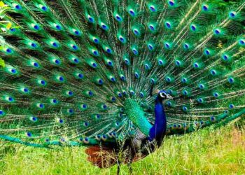 Bankapura Peacock Sanctuary near Bangalore