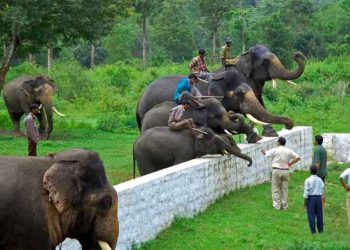 Dubare Elephant Camp, Karnataka