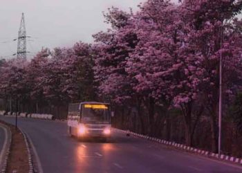 Bangalore’s pink season