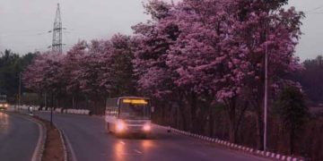 Bangalore’s pink season