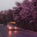 Bangalore’s pink season