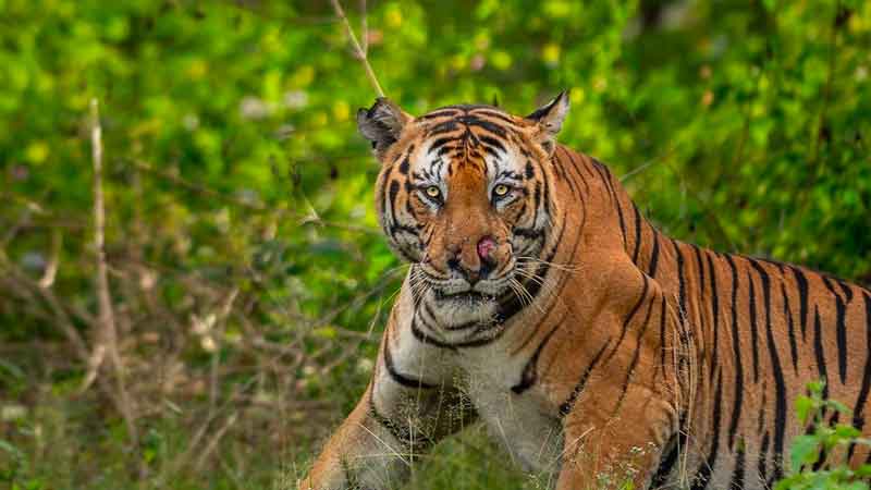 Camera fee in Bandipur, Nagarahole Tiger Reserves | 2021 | Karnataka