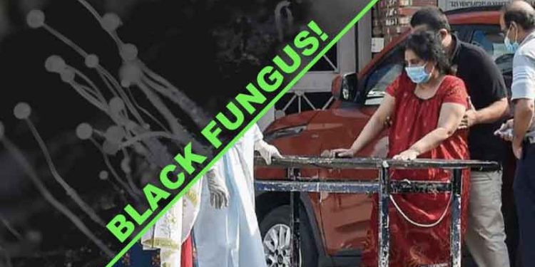 Black fungal