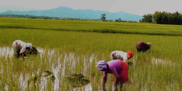 Farming Karnataka